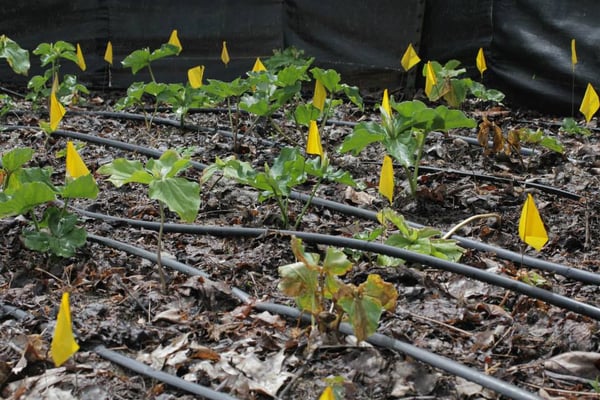 Native Plant Project