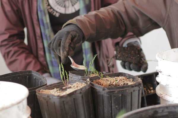 Native Plant Project