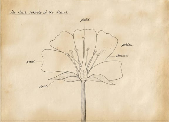 Basic Botany for Beginners ~ Four Whorls of the Flower