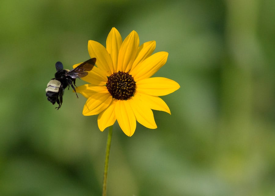 bee on flower