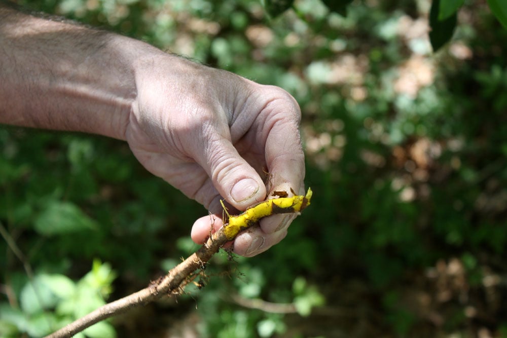 Farm Stories: Medicinal Herbs of Appalachia