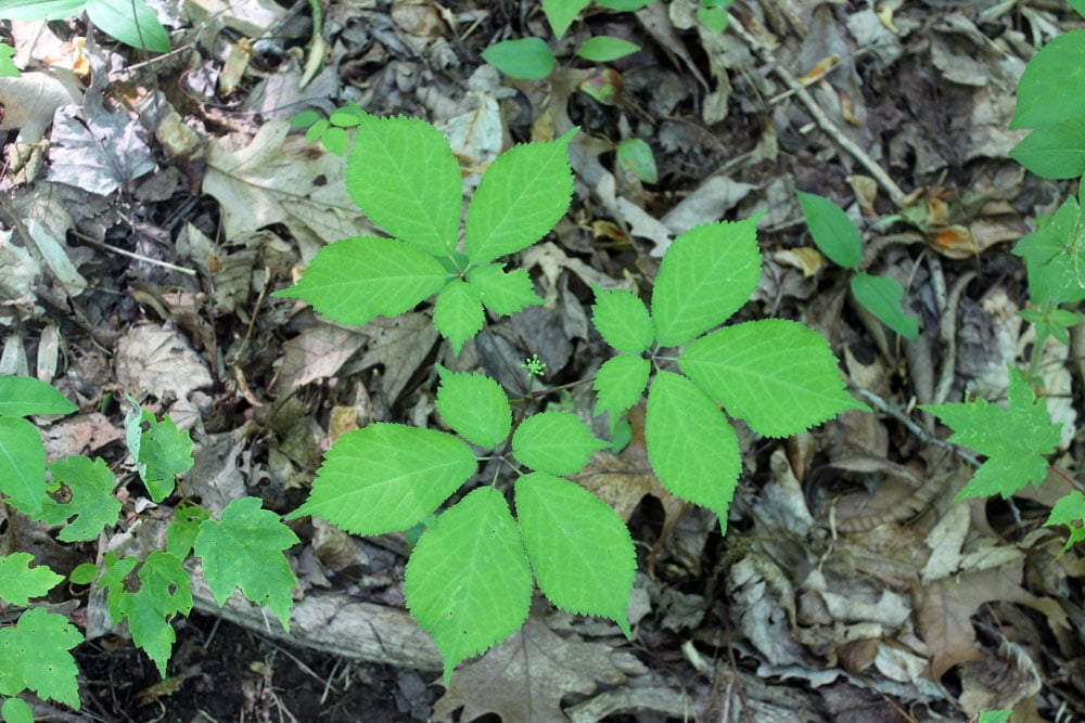 Farm Stories: Medicinal Herbs of Appalachia