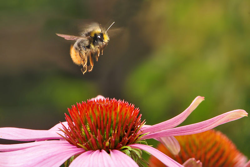 Is Your Garden Pesticide Free?