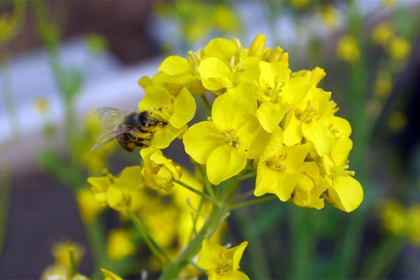 Working With Beyond Toxics to Protect Pollinators