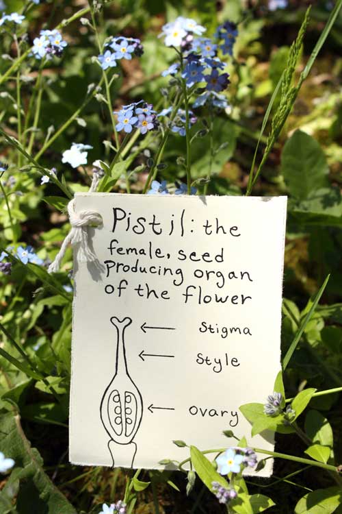 Basic Botany for Beginners ~ Four Whorls of the Flower