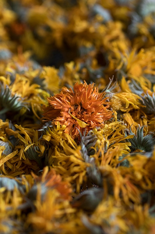 Oregon Calendula by Mountain Rose Herbs