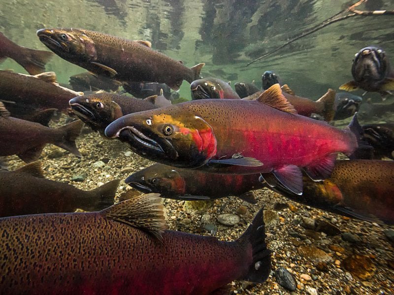 Double Your Donation: Safeguard Salmon from Suction Dredge Mining