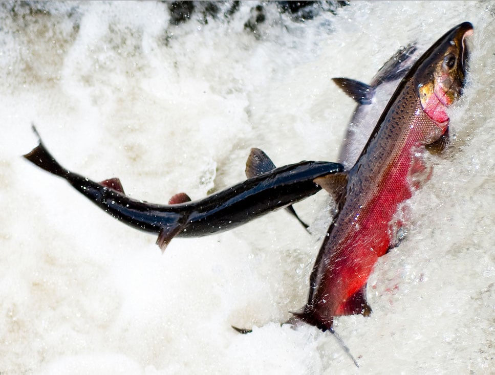 Double Your Donation: Safeguard Salmon from Suction Dredge Mining