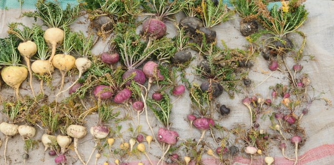 Maca root of different varieties on canvas