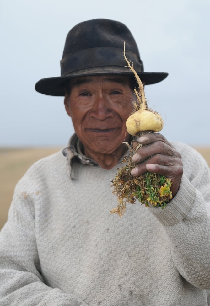 Maca farmer holding maca root. 