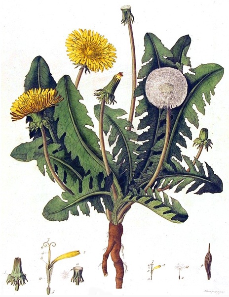 Dandelion Illustration