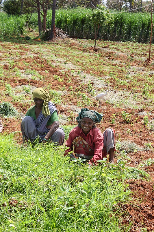 Women farmers in India tending their fields of organic crops while one smiles for camera.