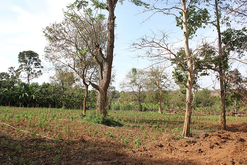 Grove of trees and saplings in southern India