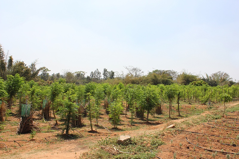 Grove of organic and fair trade trees in India.