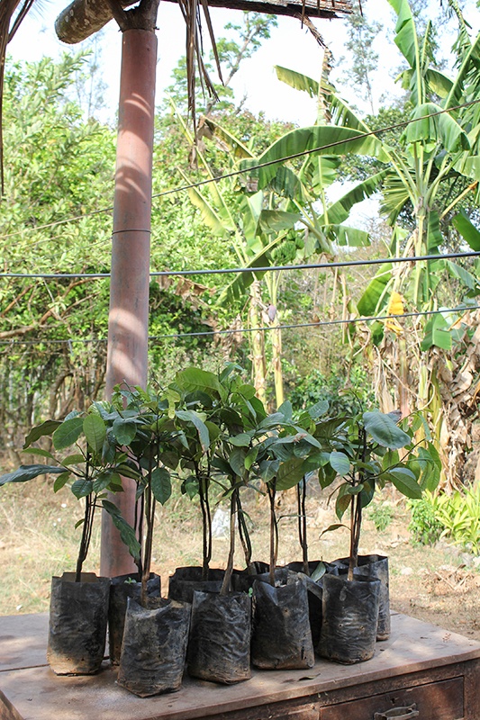 Nutmeg saplings waiting to be planted on organic and fair trade farm in India.