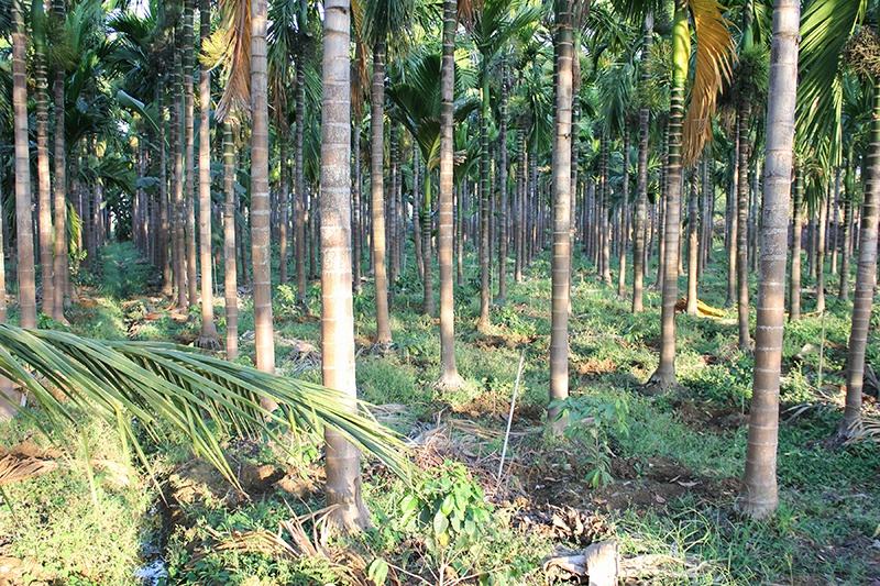 Field of organic and fair trade plants in India