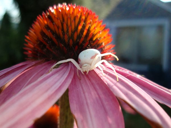 Echinacea closeup with a white spider