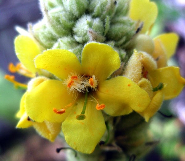 Closeup shot of mullein flower 
