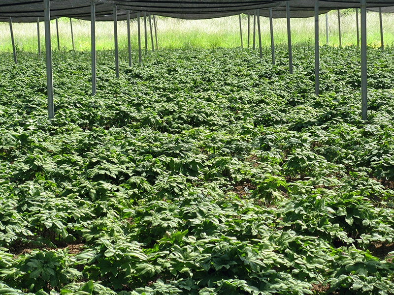 Northwest Farm Stories: Growing Goldenseal & Ginseng