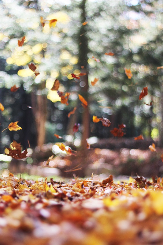 Leaves falling on ground portrait shot of nature