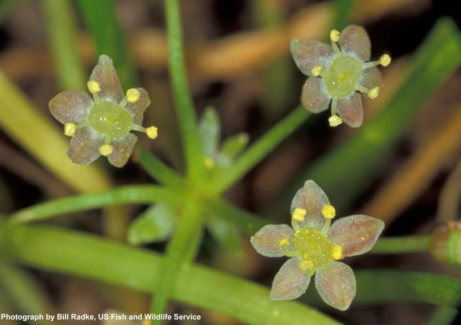 Native Plants are Becoming Endangered Species Too! - Endangered Huachuca Water Umbel