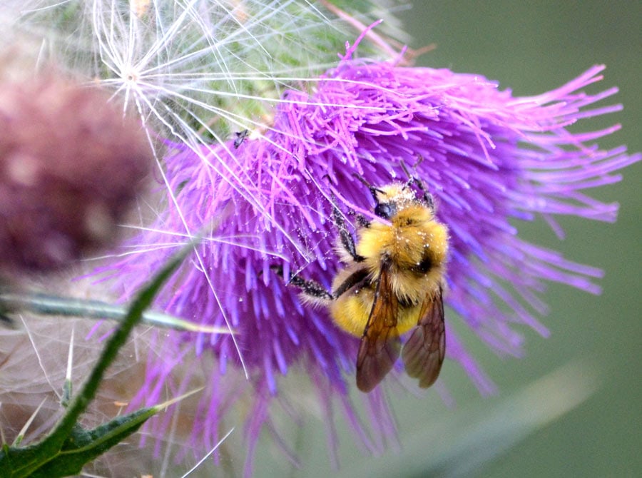 Photo of bee on flower