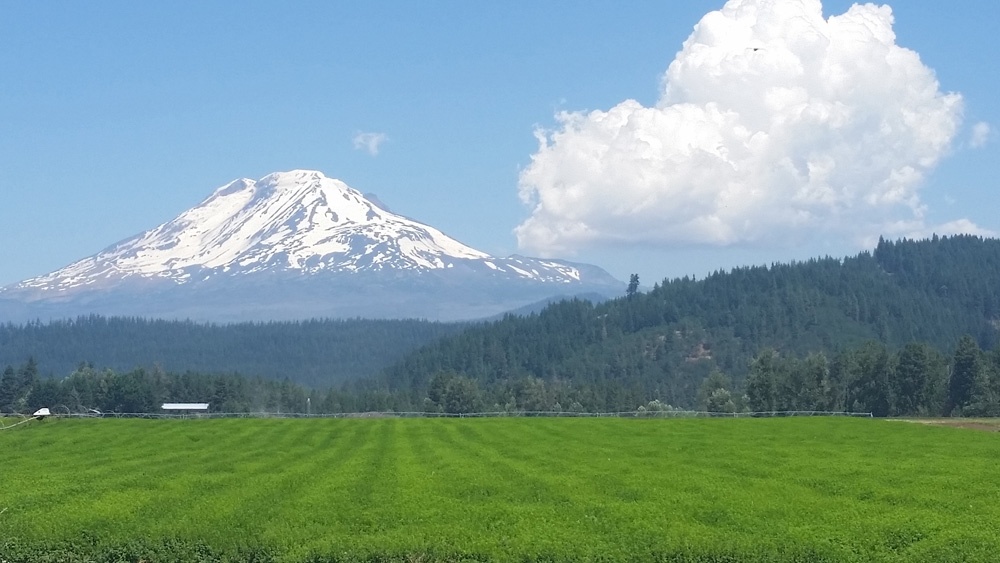 Mountain Rose Herbs: Northwest Summer Crop Report