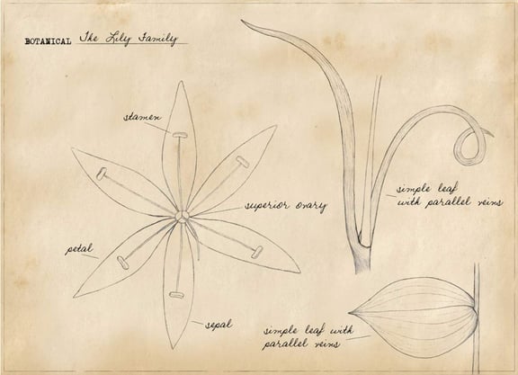 Basic Botany: The Lily Family