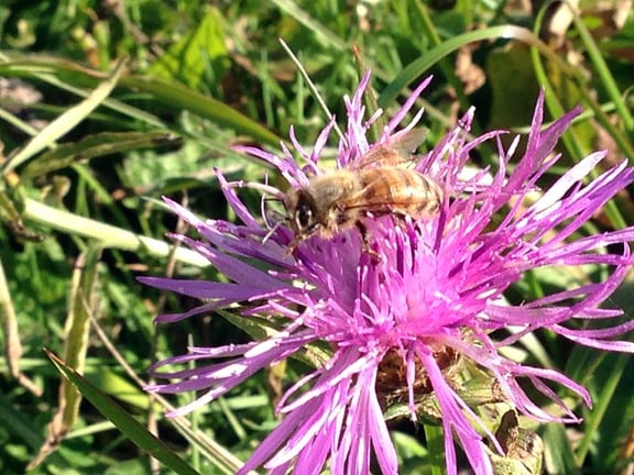 MEADOWKNAPWEED