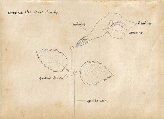 Basic Botany:  The Mint Family