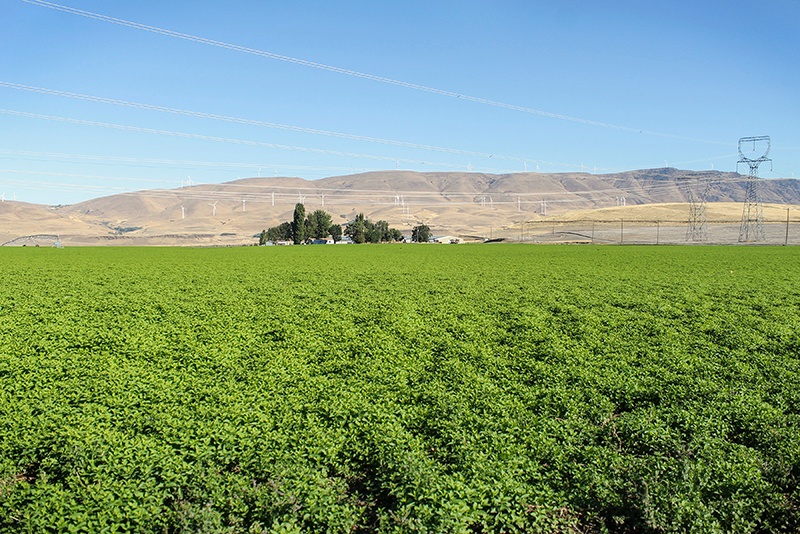 Organic Spearmint Farm Mountain Rose Herbs