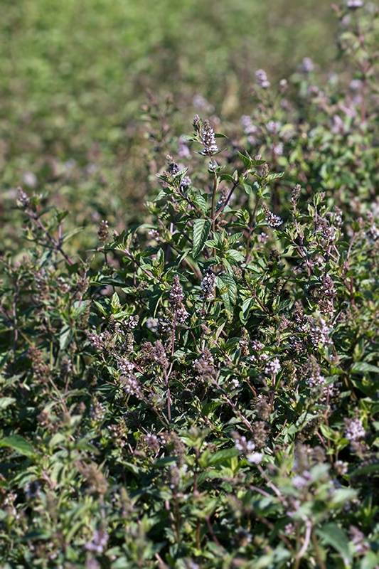 Organic Spearmint Mountain Rose Herbs