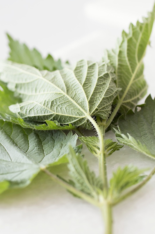 Spring Recipes: Stinging Nettle Harvest