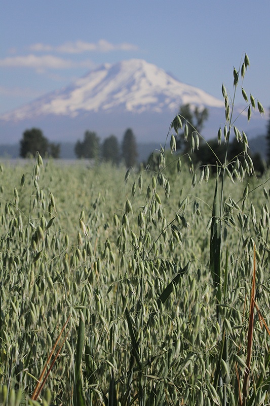 Field of Oats - Mountain Rose Herbs