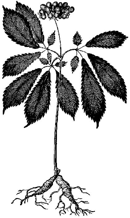 Panax_quinquefolium