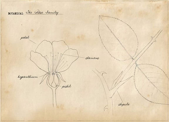 Basic Botany:  The Rose Family