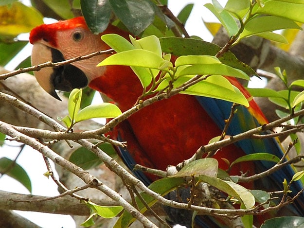 Preserving Biodiversity in Disappearing Rainforests