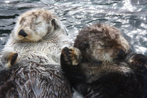 Sea Otters Holding Hands