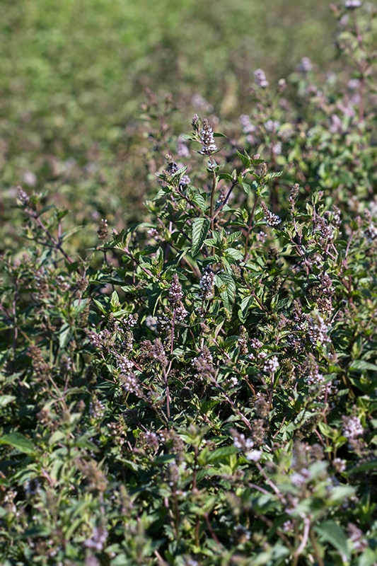 Spearmint Field - Mountain Rose Herbs