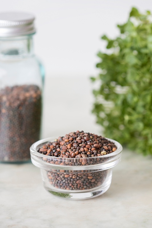 New In The Shop at Mountain Rose Herbs: Spicy Sprouting Seed Blend