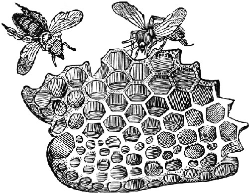 bees4