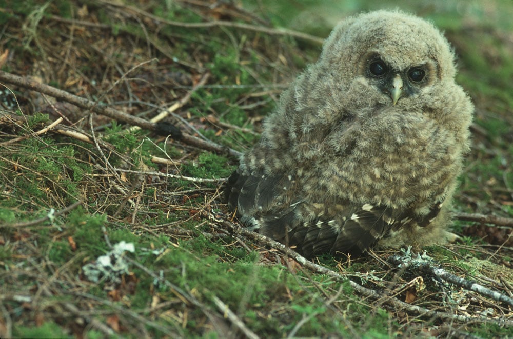 We Will Double Your Donation to Cascadia Wildlands!