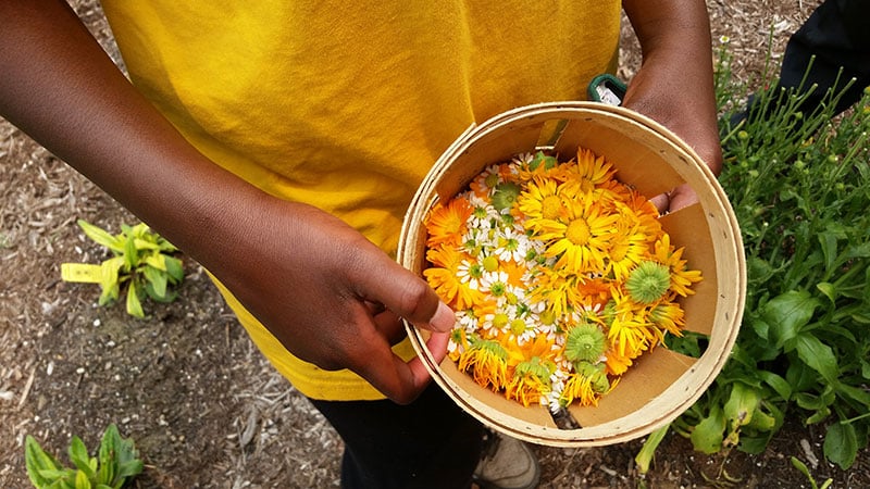 Teen holding basket of calendula and other flowers