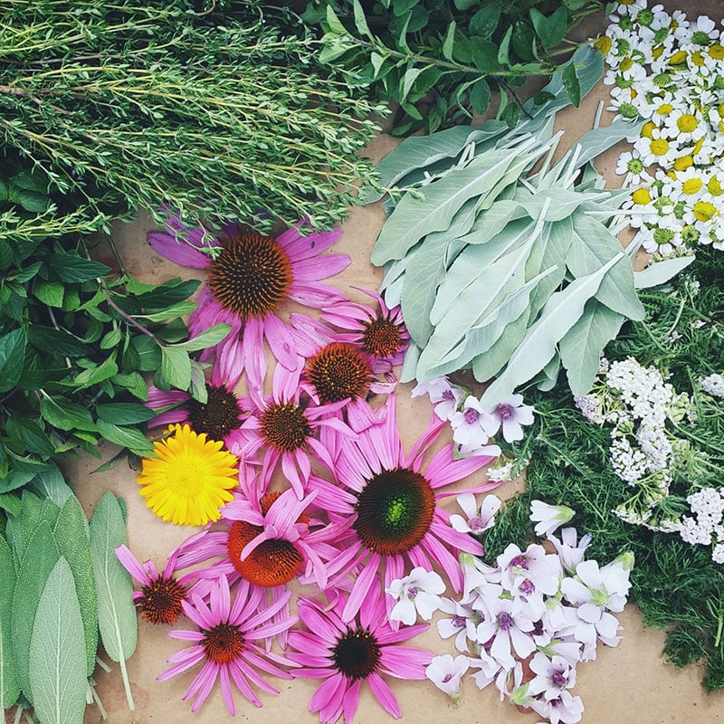 Sage, echinacea flowers, chamomile, thyme, mint, and other herbs laid out on table