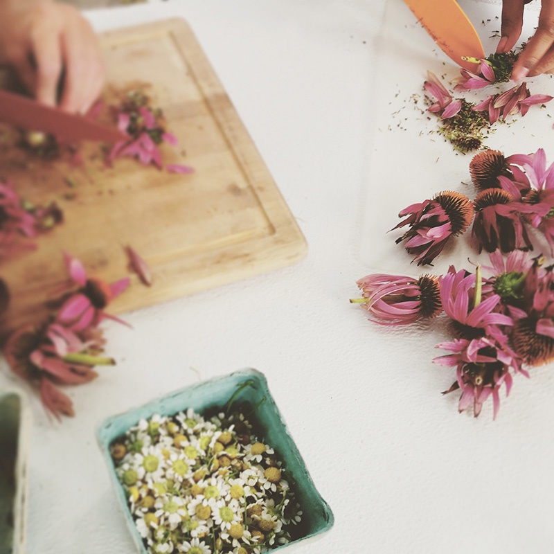 Chamomile flowers in berry carton and echinacea flowers on table and wooden cutting board