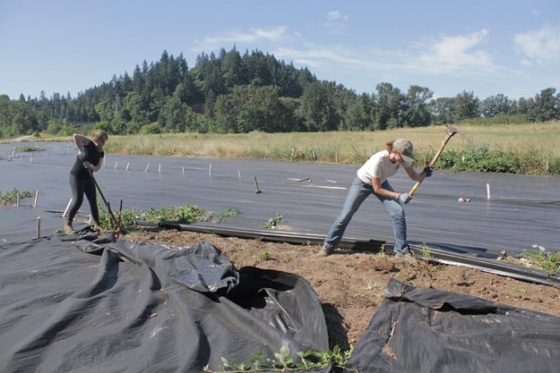 Mountain Rose Herbs - Butterfly Meadow Restoration