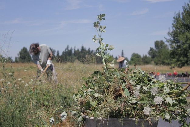 Mountain Rose Herbs - Butterfly Meadow Restoration