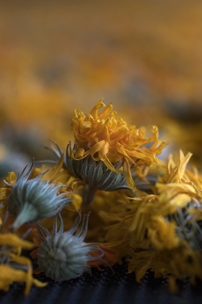 Farm Stories: North American Grown Calendula