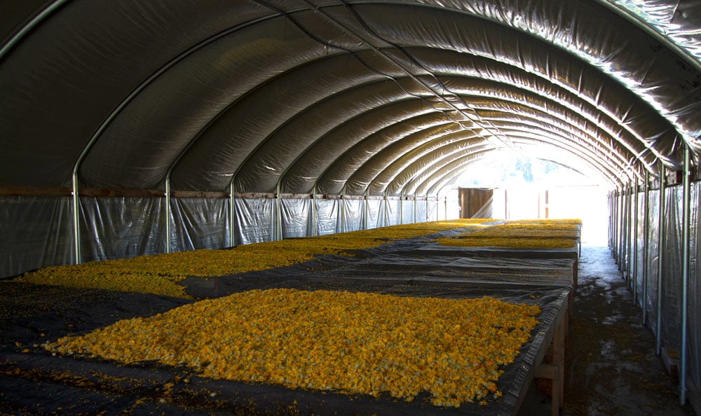 Farm Stories: North American Grown Calendula