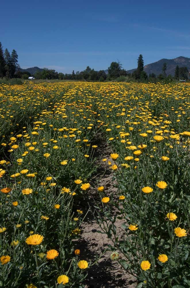 Farm Stories: North American Grown Calendula